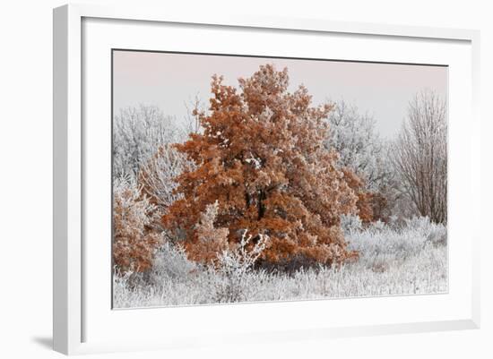 Austria, Lower Austria, Mšdling, Eichkogel, Hoarfrost, Oaks, Frost-Rainer Mirau-Framed Photographic Print