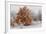 Austria, Lower Austria, Mšdling, Eichkogel, Hoarfrost, Oaks, Frost-Rainer Mirau-Framed Photographic Print