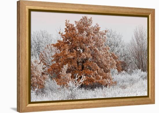 Austria, Lower Austria, Mšdling, Eichkogel, Hoarfrost, Oaks, Frost-Rainer Mirau-Framed Premier Image Canvas