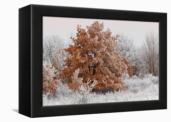 Austria, Lower Austria, Mšdling, Eichkogel, Hoarfrost, Oaks, Frost-Rainer Mirau-Framed Premier Image Canvas