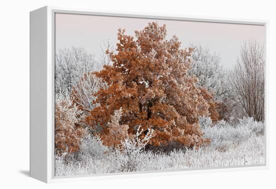 Austria, Lower Austria, Mšdling, Eichkogel, Hoarfrost, Oaks, Frost-Rainer Mirau-Framed Premier Image Canvas