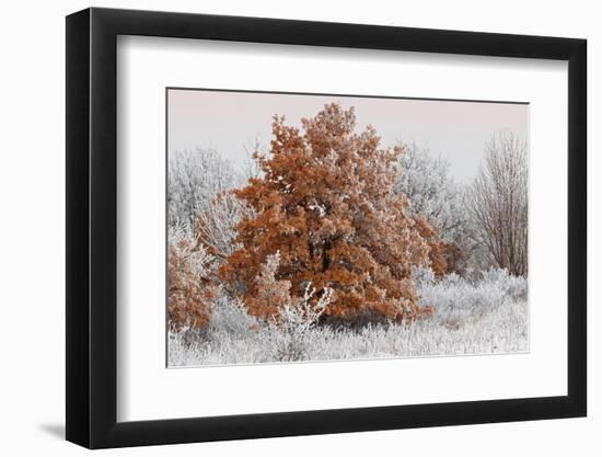 Austria, Lower Austria, Mšdling, Eichkogel, Hoarfrost, Oaks, Frost-Rainer Mirau-Framed Photographic Print