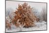 Austria, Lower Austria, Mšdling, Eichkogel, Hoarfrost, Oaks, Frost-Rainer Mirau-Mounted Photographic Print