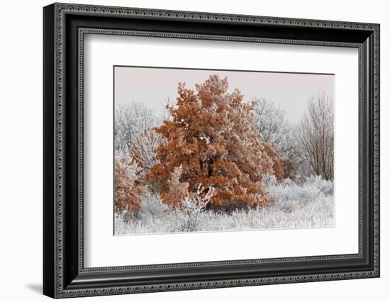 Austria, Lower Austria, Mšdling, Eichkogel, Hoarfrost, Oaks, Frost-Rainer Mirau-Framed Photographic Print