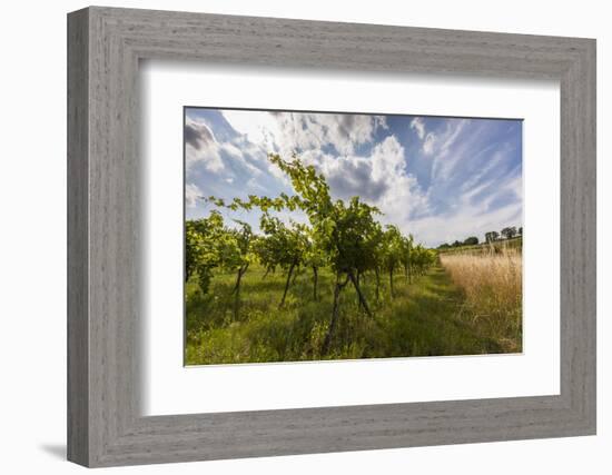 Austria, Lower Austria, Mšdling (Town), Wine-Growing, Vineyard, Vines-Gerhard Wild-Framed Photographic Print