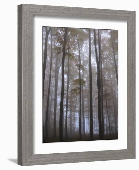 Austria, Lower Austria, Peilstein (Mountain), Autumn Forest, Fog-Gerhard Wild-Framed Photographic Print