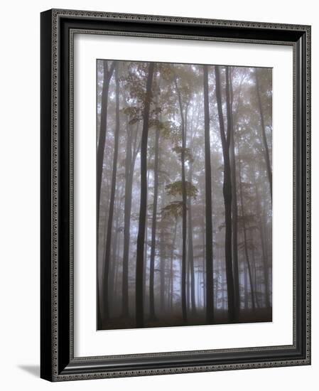 Austria, Lower Austria, Peilstein (Mountain), Autumn Forest, Fog-Gerhard Wild-Framed Photographic Print