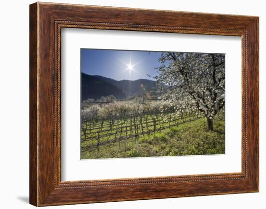 Austria, Lower Austria, Wachau, Vineyard with Cherry Trees on Sunny Day in Spring-Rainer Mirau-Framed Photographic Print