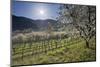 Austria, Lower Austria, Wachau, Vineyard with Cherry Trees on Sunny Day in Spring-Rainer Mirau-Mounted Photographic Print