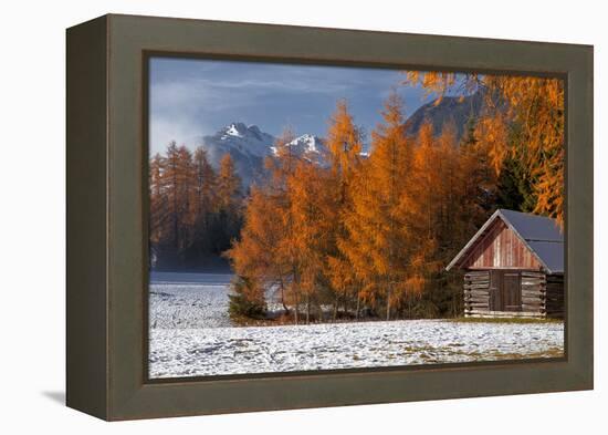 Austria, Mieminger Plateau, Larch Meadows-Ludwig Mallaun-Framed Premier Image Canvas