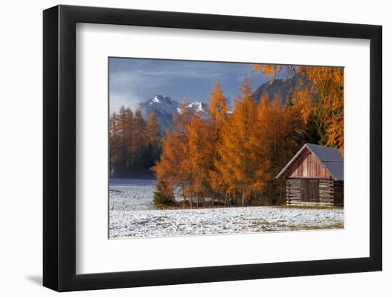 Austria, Mieminger Plateau, Larch Meadows-Ludwig Mallaun-Framed Photographic Print