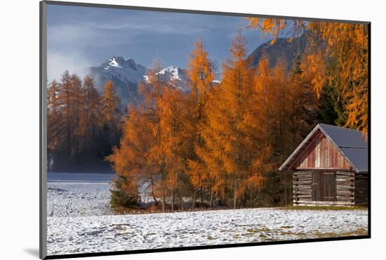 Austria, Mieminger Plateau, Larch Meadows-Ludwig Mallaun-Mounted Photographic Print