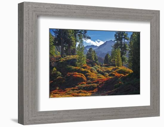 Austria, Ötztal, Swiss Pines Forest in Obergurgl-Ludwig Mallaun-Framed Photographic Print