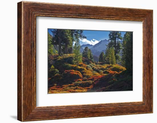 Austria, Ötztal, Swiss Pines Forest in Obergurgl-Ludwig Mallaun-Framed Photographic Print