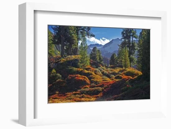 Austria, Ötztal, Swiss Pines Forest in Obergurgl-Ludwig Mallaun-Framed Photographic Print