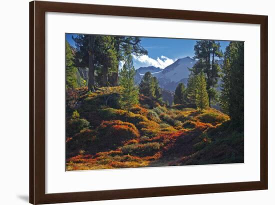 Austria, Ötztal, Swiss Pines Forest in Obergurgl-Ludwig Mallaun-Framed Photographic Print