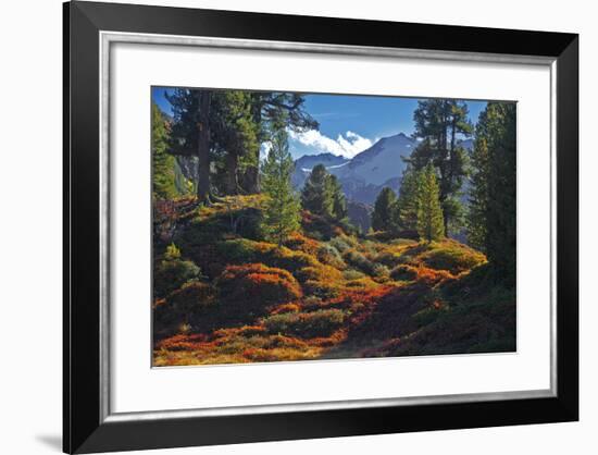 Austria, Ötztal, Swiss Pines Forest in Obergurgl-Ludwig Mallaun-Framed Photographic Print