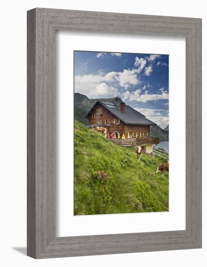 Austria, Salzburger Country, Radstaedter Tauern, Tappenkarsee, Tappenkarseehuette, Cows-Rainer Mirau-Framed Photographic Print