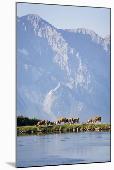 Austria, Styria, Hoher Dachstein, Mountain Lake, Cows, Mountain Scenery-Rainer Mirau-Mounted Photographic Print