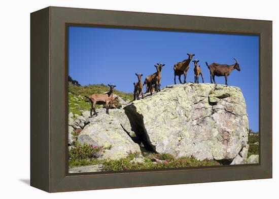 Austria, Styria, Schladminger Tauern, Rocks, Mountain-Goats, Nature-Rainer Mirau-Framed Premier Image Canvas