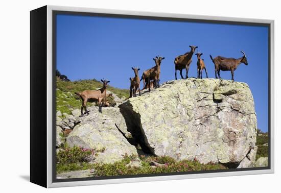 Austria, Styria, Schladminger Tauern, Rocks, Mountain-Goats, Nature-Rainer Mirau-Framed Premier Image Canvas