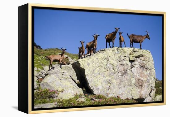 Austria, Styria, Schladminger Tauern, Rocks, Mountain-Goats, Nature-Rainer Mirau-Framed Premier Image Canvas