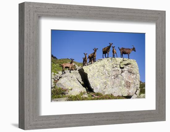 Austria, Styria, Schladminger Tauern, Rocks, Mountain-Goats, Nature-Rainer Mirau-Framed Photographic Print