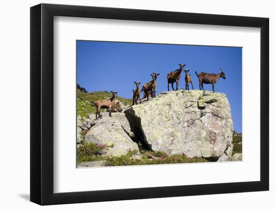 Austria, Styria, Schladminger Tauern, Rocks, Mountain-Goats, Nature-Rainer Mirau-Framed Photographic Print