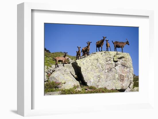 Austria, Styria, Schladminger Tauern, Rocks, Mountain-Goats, Nature-Rainer Mirau-Framed Photographic Print