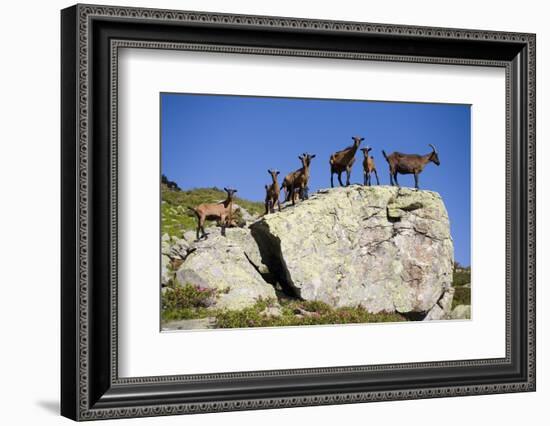 Austria, Styria, Schladminger Tauern, Rocks, Mountain-Goats, Nature-Rainer Mirau-Framed Photographic Print