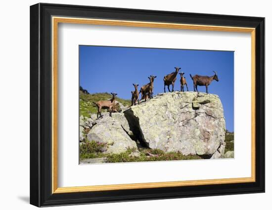 Austria, Styria, Schladminger Tauern, Rocks, Mountain-Goats, Nature-Rainer Mirau-Framed Photographic Print