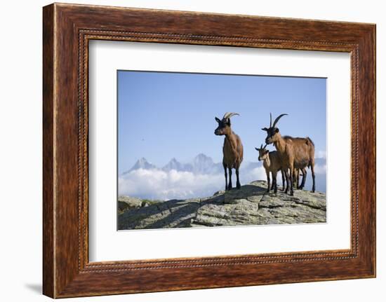 Austria, Styria, Schladminger Tauern, Rocks, Mountain-Goats, Nature-Rainer Mirau-Framed Photographic Print