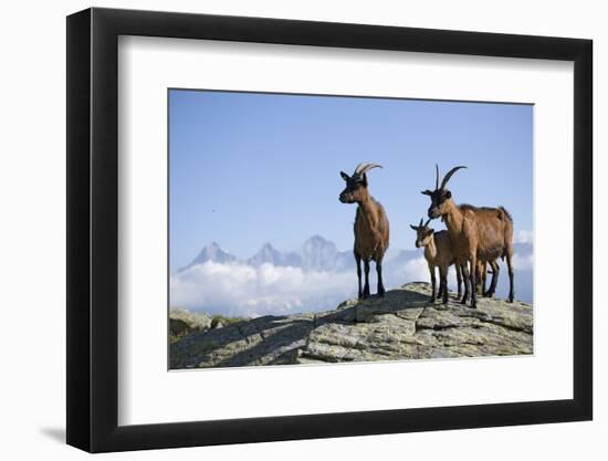 Austria, Styria, Schladminger Tauern, Rocks, Mountain-Goats, Nature-Rainer Mirau-Framed Photographic Print