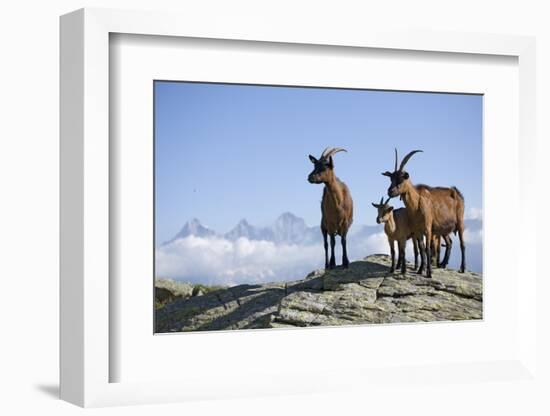 Austria, Styria, Schladminger Tauern, Rocks, Mountain-Goats, Nature-Rainer Mirau-Framed Photographic Print