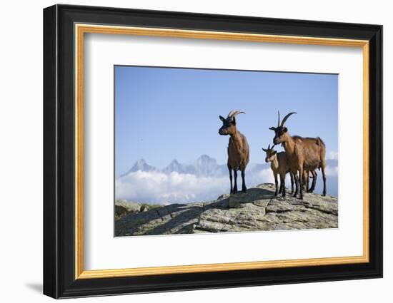 Austria, Styria, Schladminger Tauern, Rocks, Mountain-Goats, Nature-Rainer Mirau-Framed Photographic Print