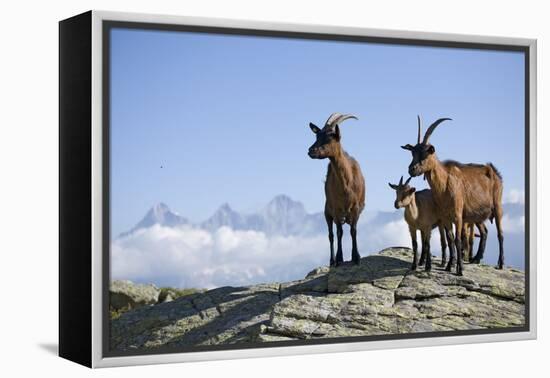 Austria, Styria, Schladminger Tauern, Rocks, Mountain-Goats, Nature-Rainer Mirau-Framed Premier Image Canvas