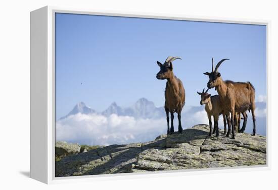 Austria, Styria, Schladminger Tauern, Rocks, Mountain-Goats, Nature-Rainer Mirau-Framed Premier Image Canvas