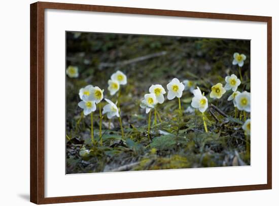 Austria, Thiersee, Snow Roses-Ludwig Mallaun-Framed Photographic Print