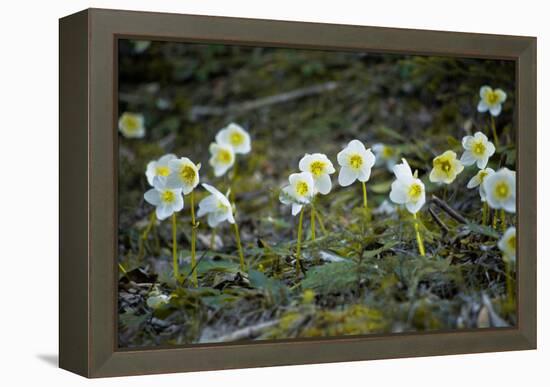 Austria, Thiersee, Snow Roses-Ludwig Mallaun-Framed Premier Image Canvas