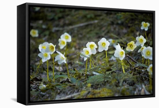 Austria, Thiersee, Snow Roses-Ludwig Mallaun-Framed Premier Image Canvas