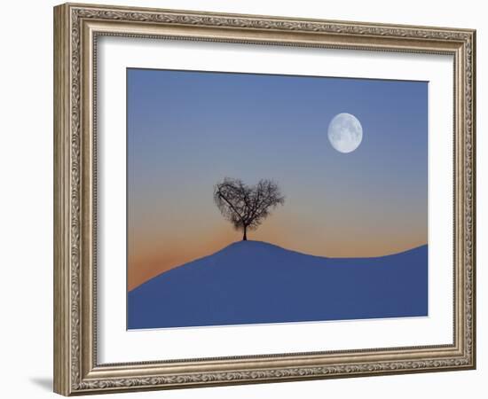 Austria, Tree with Tulfes (M)-Ludwig Mallaun-Framed Photographic Print