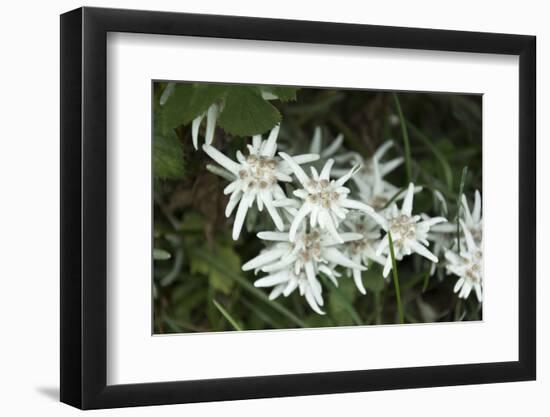 Austria, Tyrol, edelweiss leontopodium alpinum.-Roland T. Frank-Framed Photographic Print