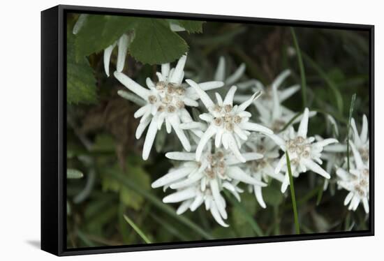 Austria, Tyrol, edelweiss leontopodium alpinum.-Roland T. Frank-Framed Stretched Canvas