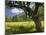 Austria, Tyrol, Karwendel (Mountain Range), Gro§er Ahornboden (Area), Maple Trees-Rainer Mirau-Mounted Photographic Print