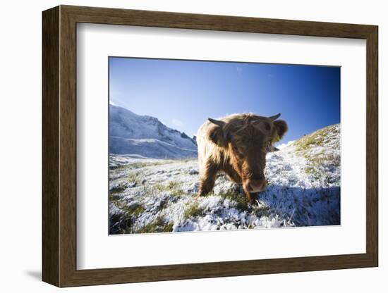 Austria, Tyrol, National-Park Hohe Tauern, Highland Cattle, Head-On, Standing, Full Length Portrait-Rainer Mirau-Framed Photographic Print