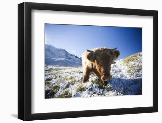 Austria, Tyrol, National-Park Hohe Tauern, Highland Cattle, Head-On, Standing, Full Length Portrait-Rainer Mirau-Framed Photographic Print