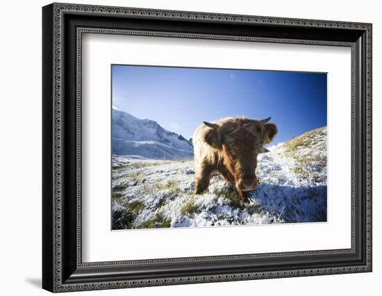 Austria, Tyrol, National-Park Hohe Tauern, Highland Cattle, Head-On, Standing, Full Length Portrait-Rainer Mirau-Framed Photographic Print