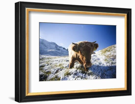 Austria, Tyrol, National-Park Hohe Tauern, Highland Cattle, Head-On, Standing, Full Length Portrait-Rainer Mirau-Framed Photographic Print