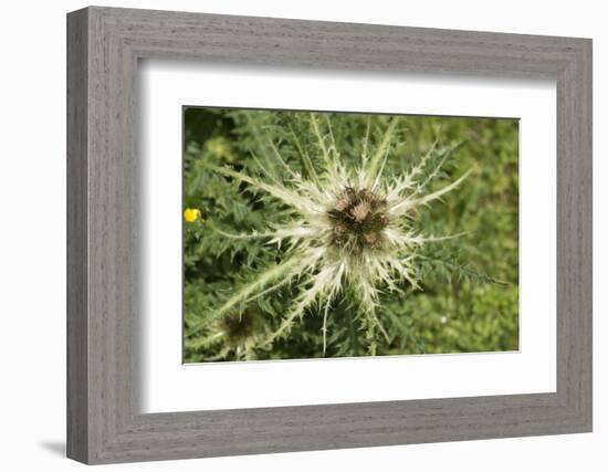 Austria, Tyrol, spiniest thistle (Cirsium spinosissimum).-Roland T. Frank-Framed Photographic Print