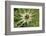 Austria, Tyrol, spiniest thistle (Cirsium spinosissimum).-Roland T. Frank-Framed Photographic Print